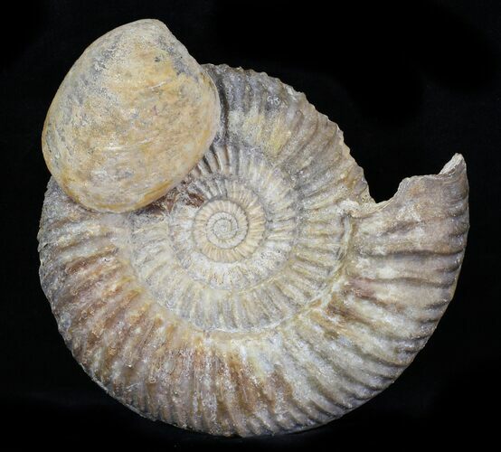 Parkinsonia Rariocostata Ammonite - England #30775